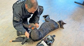 Für Polizeihunde in NRW gibt es jetzt spezielle Erste-Hilfe-Sets