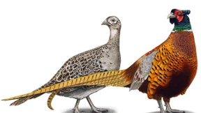 Eine verloren geglaubte kulinarische Welt