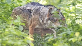 Differenzen über Wölfe und Rotoren