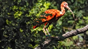 Der Rote Ibis sucht noch Freunde