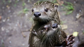 Mehr als 43.000 Menschen fordern Ende der Fischotterjagd