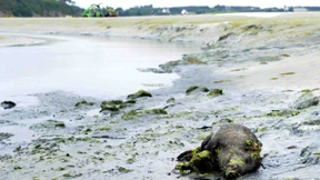 Das hält ja keine Sau aus