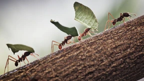 Die Natur existiert nur in unseren Köpfen