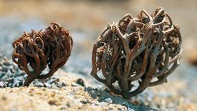 Im Bann der Auferstehungspflanze