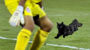 Schwarze Katze von links