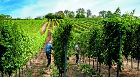 Mehr Pfirsich und weniger Apfel im Wein