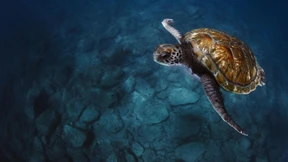 Die Weltmeere werden wärmer, saurer und dreckiger