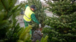 Weihnachtsbäume werden dieses Jahr wohl teurer