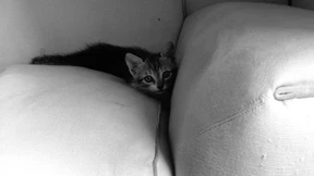 Der andere Robert Mapplethorpe