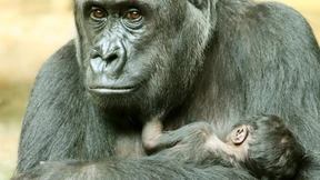 Gorillababy im Berliner Zoo geboren