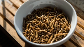 „Das könnt ihr selber fressen“ – der Kulturkampf um Madenmüsli und Schweinshaxe