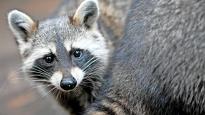 Auge in Auge mit dem Neozoon