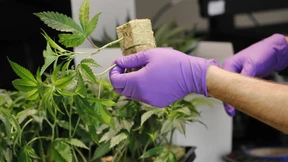 40 Milliarden Dollar Einnahmen durch Cannabis-Legalisierung?