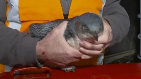 Pinguine gleich zweimal aus Sushi-Laden entfernt