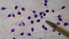 Kinderwunsch und Wirklichkeit