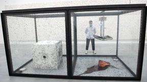 Darf man für die Kunst Fliegen töten?