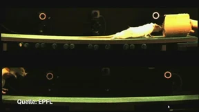 Hoffnung für Quer­schnitts­ge­lähm­te?