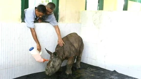 Nashorn-Junges aus Monsun-Fluten gerettet