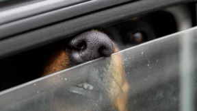 Tierhalterin muss Feuerwehreinsatz dulden