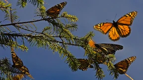 Millionen Monarch-Falter fallen in Mexiko ein