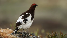 Zu weiß für den Winter