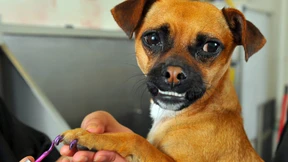 Ein nützliches Mitglied der Gesellschaft