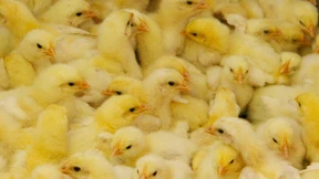 Agrarminister will den Schredder abschaffen