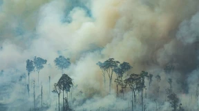 Wem gehört der Regenwald?