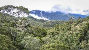 Wie stark die Bäume leiden
