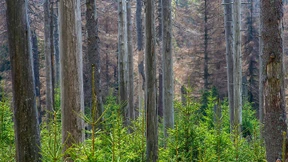 BUND warnt vor Waldsterben durch Klimakrise