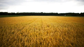 Immer mehr Bauern in Hessen geben auf