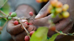 Die Ökobilanz einer Tasse Nespresso