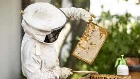 Imker ernten deutlich mehr Honig