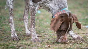 Giftköder im Stadtwald