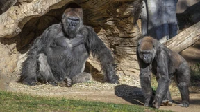 Gorillas mit Corona infiziert