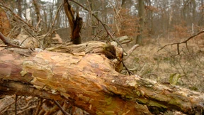 Aufforsten soll unter Wassermangel leidenden Wald helfen