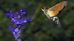 Mit großer Hingabe für das perfekte Bild