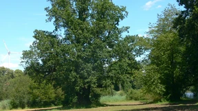 Nicht alle Waldenser waren wetterfest