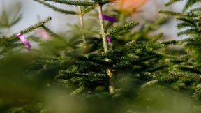 So sehr setzt die Dürre den Weihnachtsbäumen zu