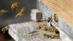 Imker aus Rheinland-Pfalz müssen 263 Bienenvölker töten