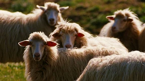 Wie Sie hundert Jahre alt werden