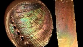 Schillerndes Perlmutt aus dem Labor