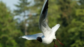 Rätselhaftes Möwensterben am Rhein
