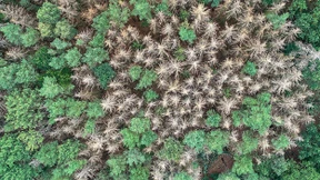 Nationaler Waldgipfel soll dem Klimaschutz zuarbeiten