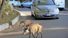Wildschweine sorgen in Rom für Aufruhr