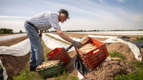 So schlagen sich die deutschen Spargelhelfer