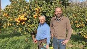 Im Land, wo die Zitronen weniger blühn