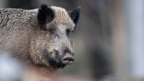 Polizei muss Jugendliche vor Wildschweinrotte retten