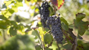 Sonnencreme für Weintrauben