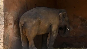 Wer will diesen Elefanten?